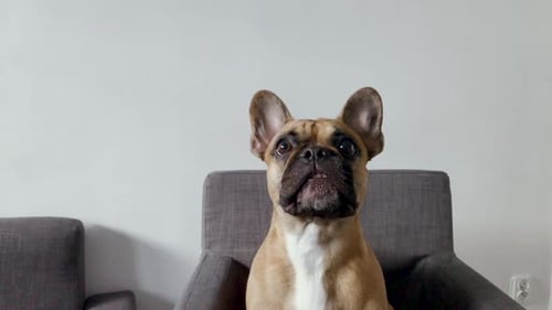 French bulldog face close-up. The dog looks up and licks his lips.