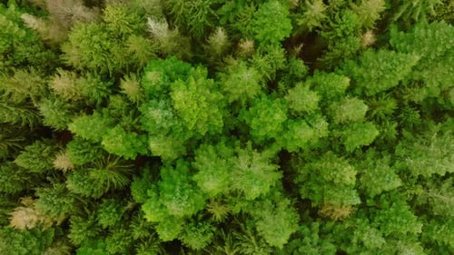 Aerial View of Dense Green Forest
