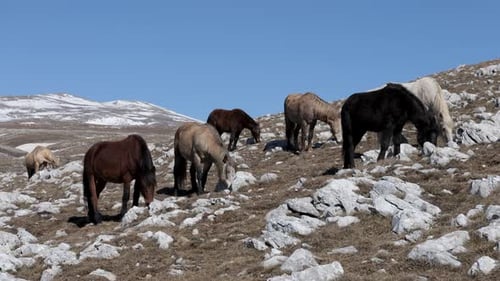 A herd of wild horses of Livno with Cincar mountain in the background covered with snow