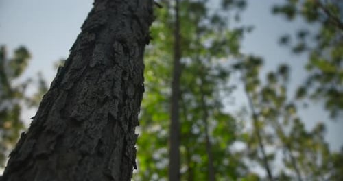 Looking up at trees in the forrest