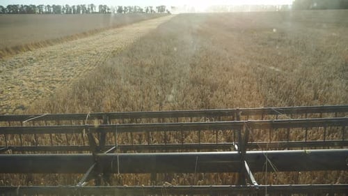 Close Up Knife of Combine Spinning and Cutting Ears of Wheat Grain Harvester Working in Field View