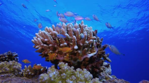 Colourful Coral Reef