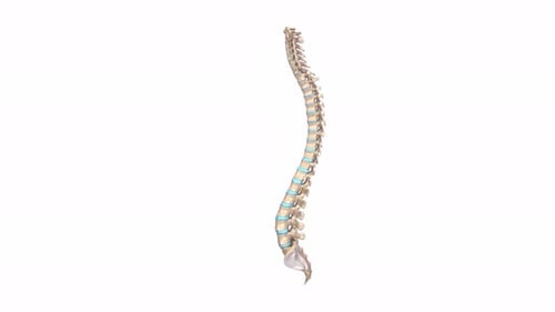 3D Animated Human Spine Rotation for Medical and Educational Content