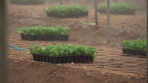 Seedlings Growing in a Farm Greenhouse