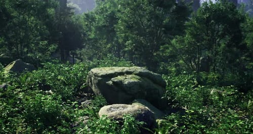 Serene Forest Landscape Featuring Mossy Rocks and Lush Greenery