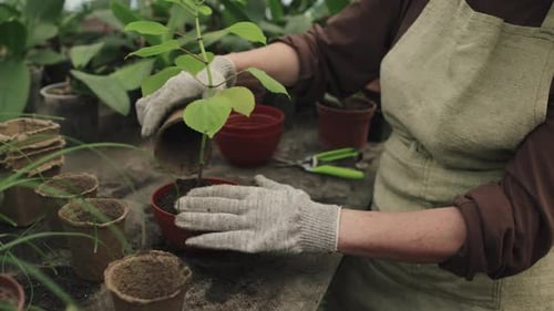Planting Houseplants Into Pots