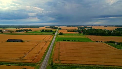 Agriculture wheat cereal plant yellow field, crop cultivated farm land, aerial