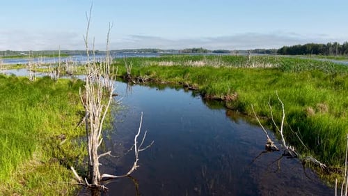 Aerial drone view of a reflective wetland pond bordered by tall grasses and sparse trees in