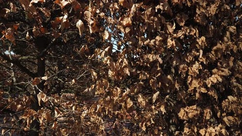 Closeup of Orange Dry Leaves on a Bush in a City Park in Sunny Weather
