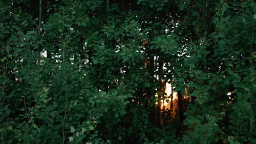 Die Sonne der Goldenen Stunde schimmert durch dichte grüne Waldblätter und Äste und enthüllt eine warme Atmosphäre