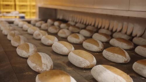 Fresh bread loaves on conveyor belt in industrial bakery production line