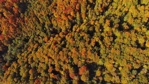 Luftaufnahme eines atemberaubenden Herbstwaldes