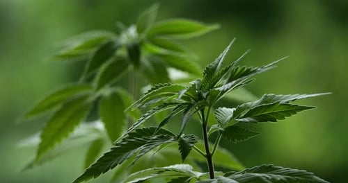 Marihuana (Cannabis sativa). Einzelheiten zu Cannabisblättern.