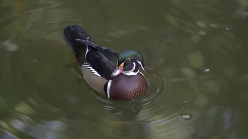Eine männliche Mandarinente schwimmt im Wasser des Taipeh Zoos