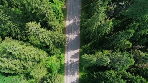 Aerial View of a Beautiful Road Through the Forest Road Between the Green Trees on a Clear Sunny Day