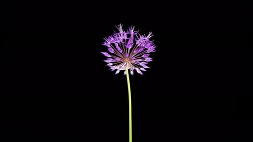 Flor floreciente de Allium Christophii de color violeta grande