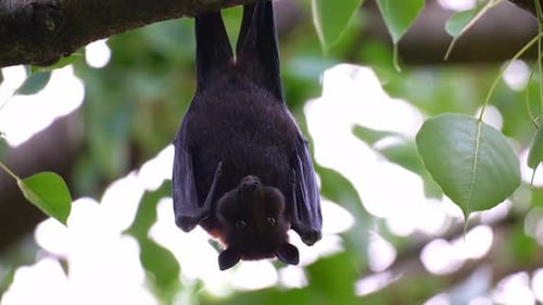 Nahaufnahme eines fliegenden Fuchses, der kopfüber am Ast eines Obstbaums hängt und kaut und