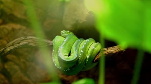 Serpent arboricole vert vif dans un terrarium recroquevillé sur une branche au zoo de Berlin
