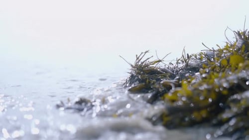 Close up macro shot of ocean waves washing over pile of seaweed in slow motion