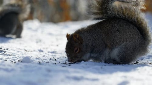 4K Slow motion cinematic footage of a squirrel eating food from the ground, from up close, in the sn