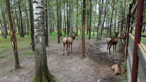Deer Resting and Grazing in Birch Forest