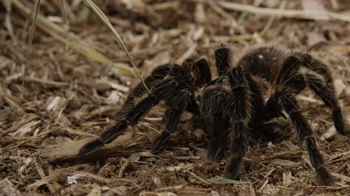 Tarantula crawls along forest floor - medium shot