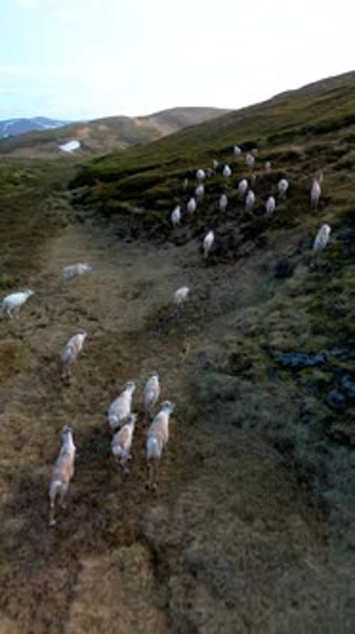 Wild Animals Grazing on Remote Green Hillside