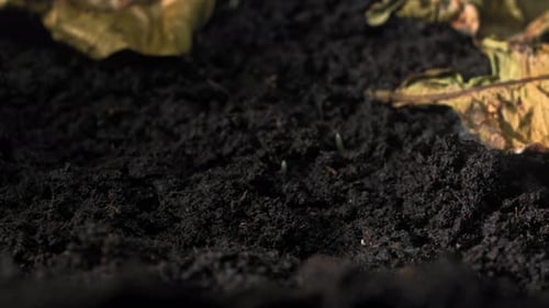 Green Sprouts Emerging and Growing in Dark Soil