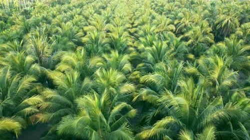 The tops of palm trees are green and yellow. Aerial view drone flies over a large coconut grove. Cul