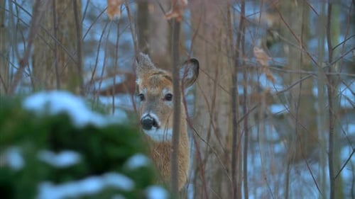 Hunting Season Deer Winter Snow Cabellas Ruger Gun 4K