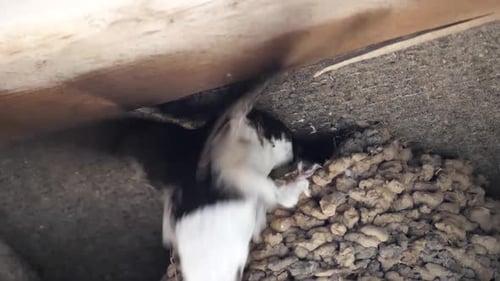 Slow motion shot of common house martin chicks nesting, and being fed insects in the eaves of a UK p