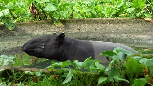 Malayan tapir (tapirus indicus) bathe in the pool of water, wondering around, close up shot of wildl