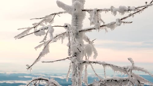 Snow Covered Tree in a Winter Wonderland