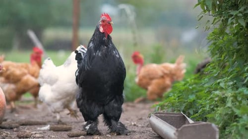Chicken Feeding on Traditional Rural Barnyard Hens on Barn Yard in Eco Farm Free Range Poultry