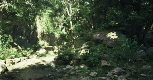 Lush Green Forest Scene with Sunlight Filtering Through the Trees