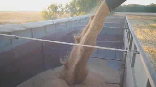 Close Up of Yellow Dry Kernels Falling From Combine Auger Into Trailer Process of Crop Wheat Loading