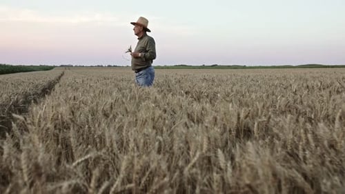 Portrait of senior farmer with hat standing in wheat field examining crop at sunset.