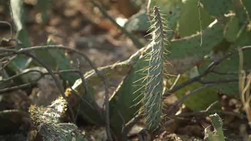 Traumhafte Nahaufnahme von Wüstenbüschen und stacheligen Kaktuspaddeln auf sonnenbeschienenem Wüstenboden