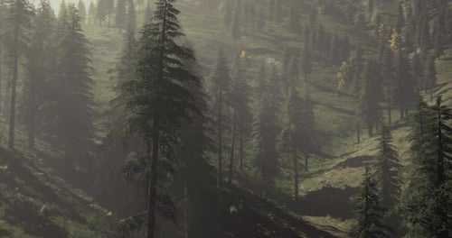 Forest Landscape with Tall Trees and Sunlight Filtering Through Branches