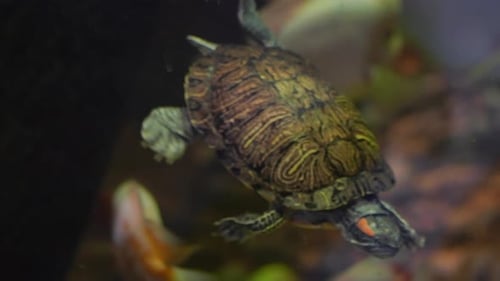 Junge Schildkröte schwimmt auf klarem Wasser