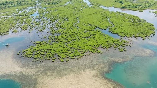 Drone View of Mangroves Forest and River