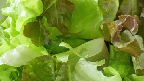 Close-up showcases a green vegetable salad.