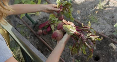 Portrait of happy caucasian woman working in garden and picking beetroots, slow motion