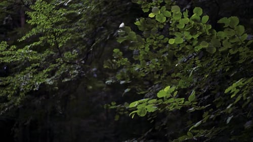 Green leaves swaying gently on tree branches in a tranquil forest nature scene