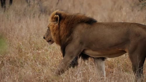 Side View Of A Lion Walking To The Left Side