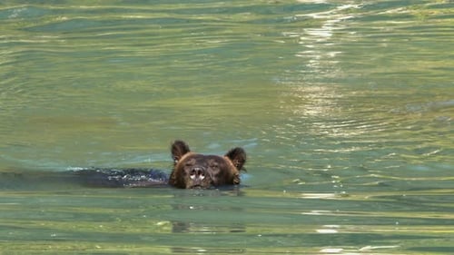 Slo mo brown bear swimming in deep green pond sniffs air on sunny day