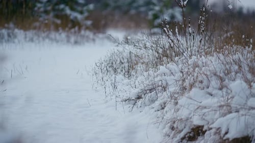 White Snow Lying Grass in Winter Forest Close Up