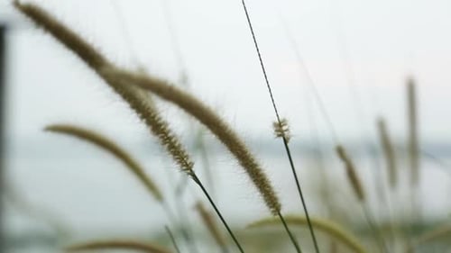 Ährchen aus Gras, Wildpflanze, die im Wind schwankt, stabiler Schuss