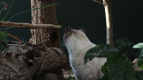 Spotted Tabby Cat Looking Around in Nature