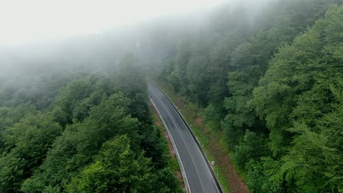 A road cuts through a dense forest Trees line both sides of the road and fog covers the top of the